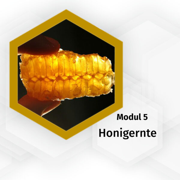 49512-004_honigernte-modul-5-pia-aumeier_logo
