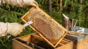 melezitosehonig in der bienenbeute