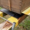71313_Formica_Trap_Insektenleim_rt563.jpg