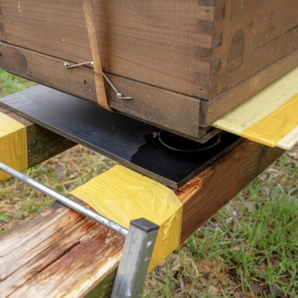 71313_Formica_Trap_Insektenleim_rt563.jpg