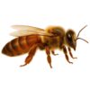 84520_Buckfast_Zuchtmutter_f5g5.jpg