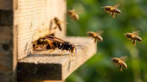 Asiatische Hornisse vor Bienenstock